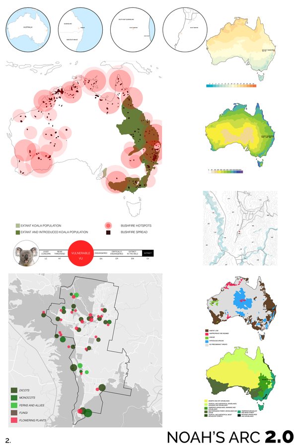 Koala Habitat in Mount Tamborine - Australia