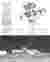 Structural analysis
