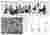 Site and Problems Analysis