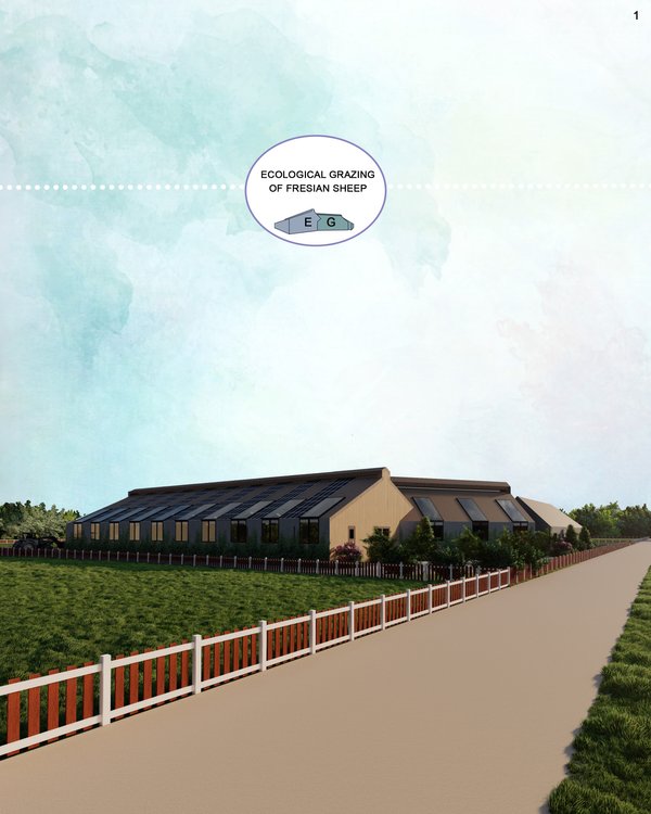 Ecological grazing of Friesian sheep