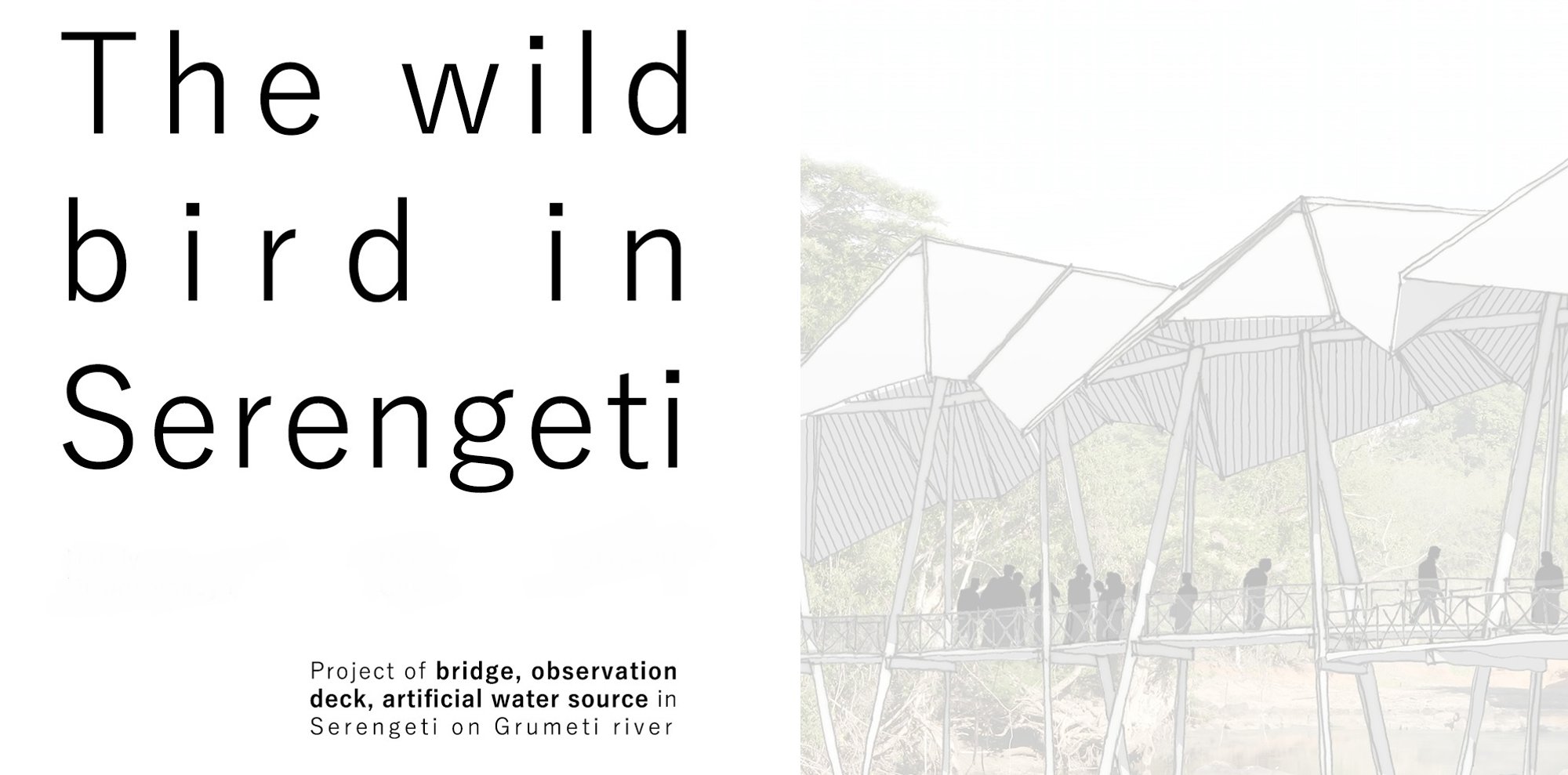 The wild bird in Serengeti