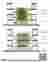 Section_DNA
