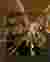 Ambient 1 zoomed in