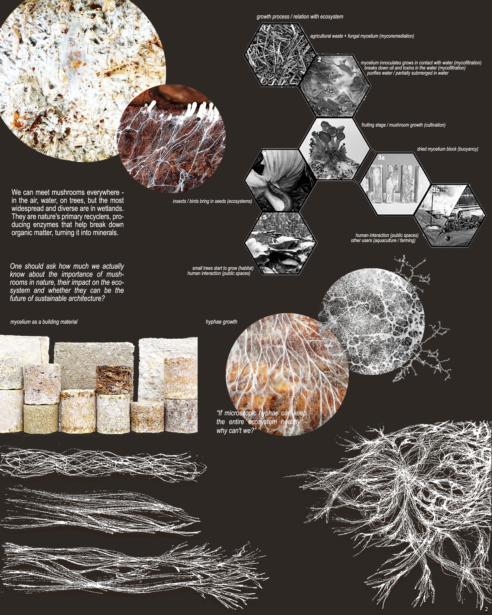 About mycelium