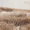 REED MAZE 
 workshop and research centre