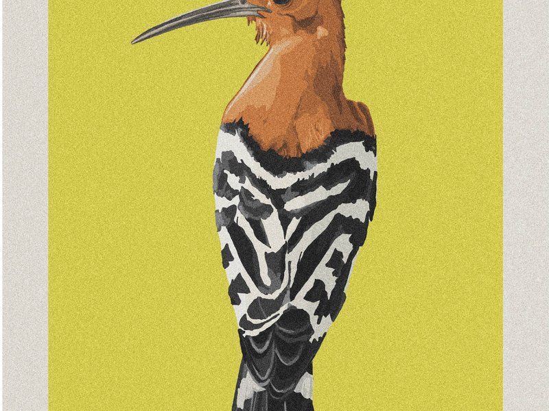 educational posters - highlighting the local biodiversity