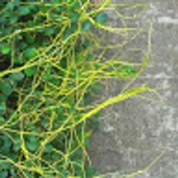 Mashudur Rahman Fahim