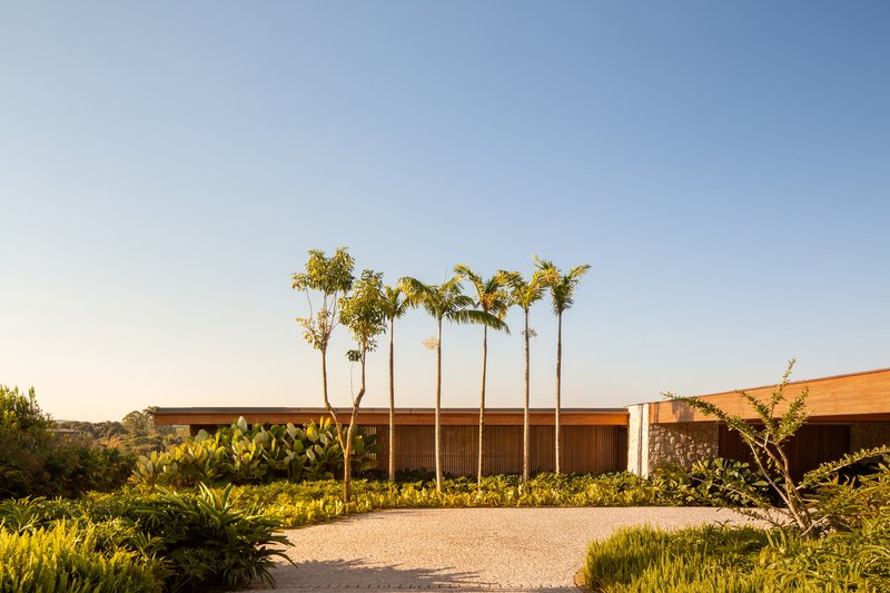 Landscape view showing a stand of slender palms rising behind the low timber-clad volume