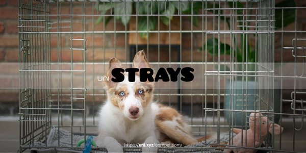 Strays competition banner