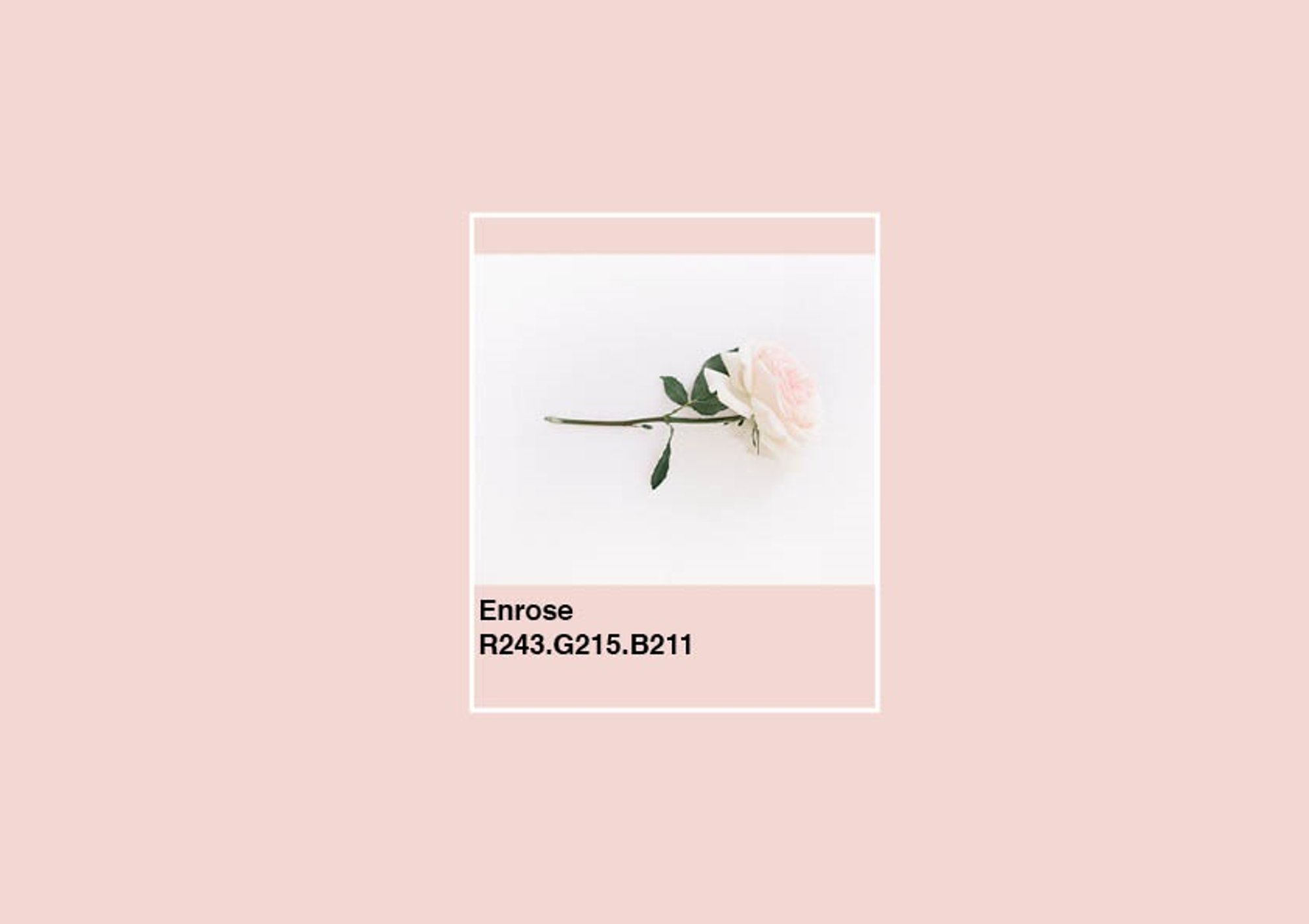 enrose-7