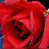 Yash Saraswat