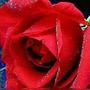Yash Saraswat